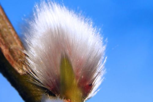 willow catkins pasture spring