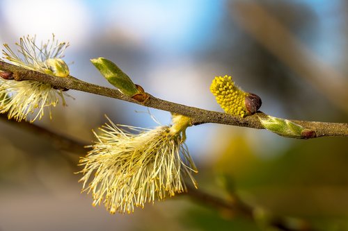 willow catkins  bud  shoots
