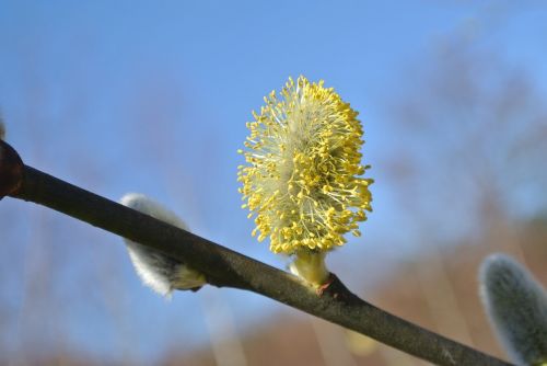 willow catkins blossom bloom