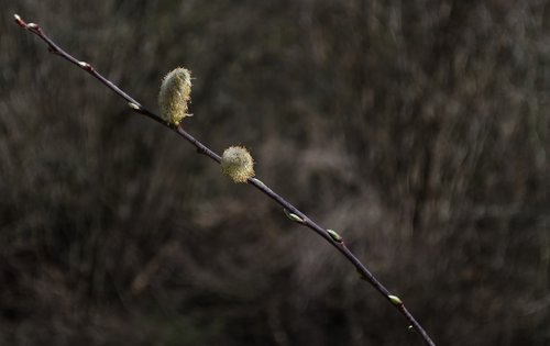 willow catkins  tree  nature