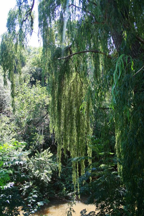 Willow Over Water