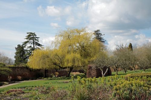 willow tree english garden willow