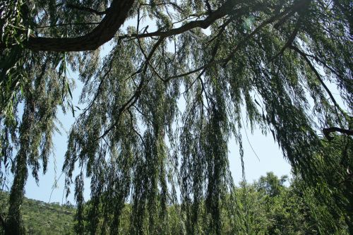 Willow Tree From Inside