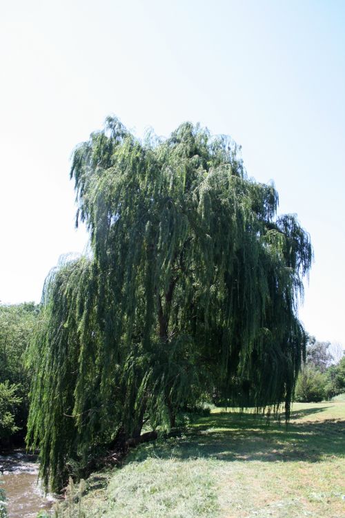 Willow Tree On Riverbank