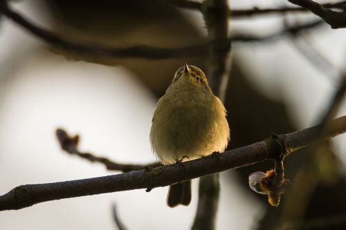 willow warbler bird songbird