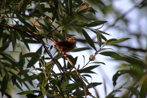 willow wren  bird  morning