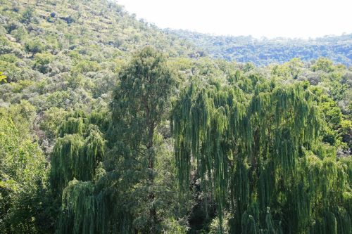 Willows And Other Trees