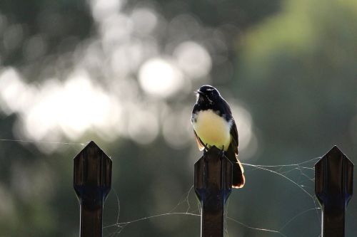 willy willie wagtail