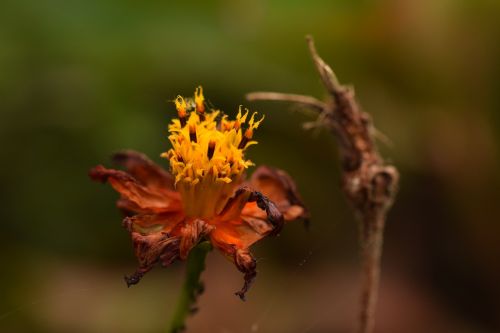 wilted flower flower orange