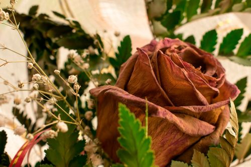 wilted rose flower red