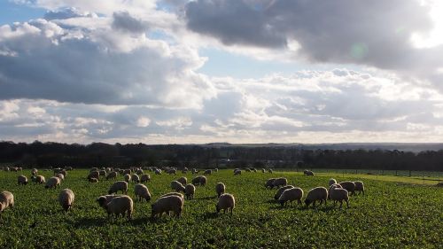 wiltshire sheep clouds