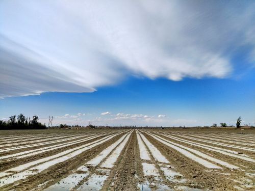 wind cotton fields land