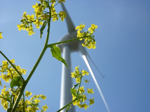 wind pinwheel eco electricity