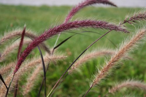 wind  nature  atmosphere