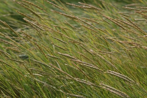 wind  grass  meadow