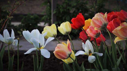 wind  morning  tulips