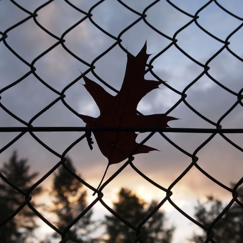 wind fence leaves