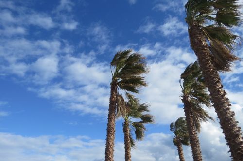 wind sky palm tree