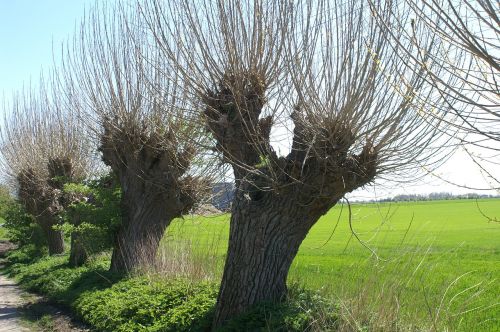 wind weeping willow nature