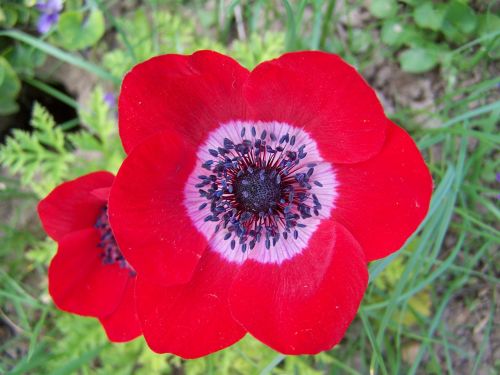 wind flower red flower flower garden