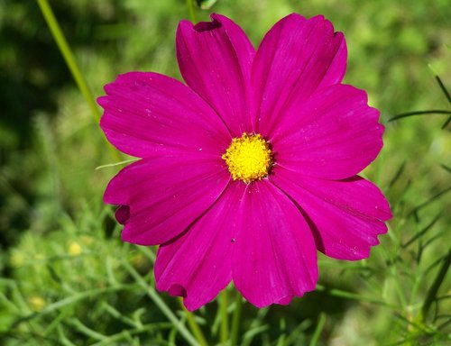 wind flower  summer flower  garden