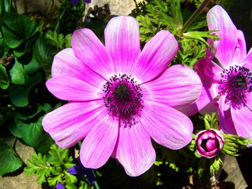 wind flower purple spring flower garden