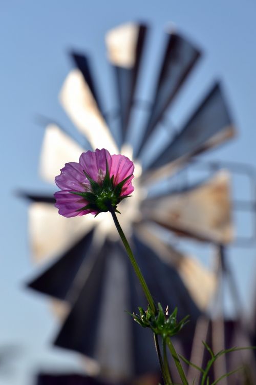 cosmos flower farm countryside