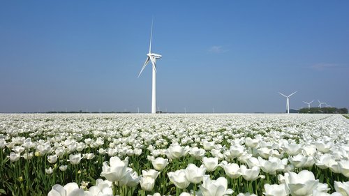 wind mill  tulips  bulbs