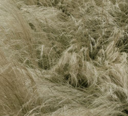Wind Swept Grass