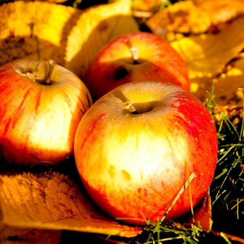 windfall autumn apple