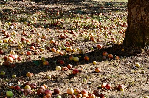 windfall  autumn  fruit