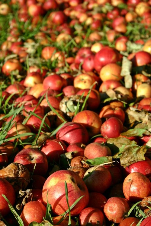 windfall apple red