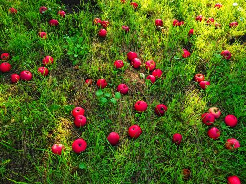 windfall apple fruit