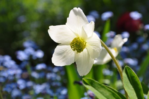 windflower anemone spring