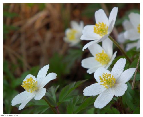 Windflowers