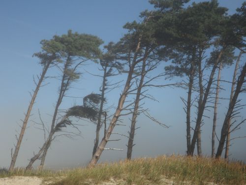 windfluechter wind trees