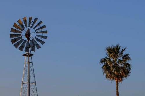 windmill palm tree countryside