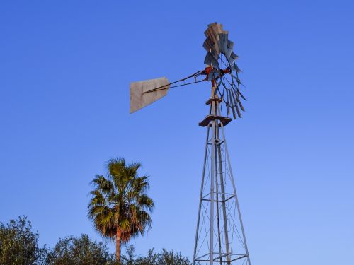 windmill palm tree countryside