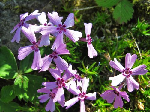 windmill blümchen purple garden