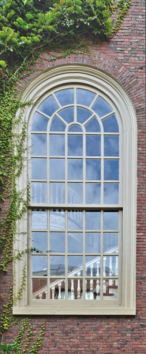 window wall ivy