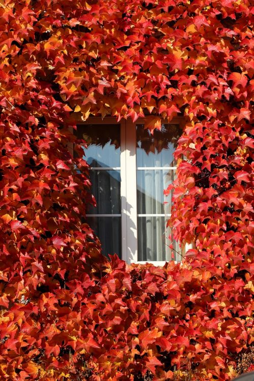 window vine autumn