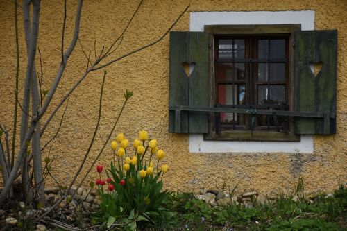 window tulips flowers