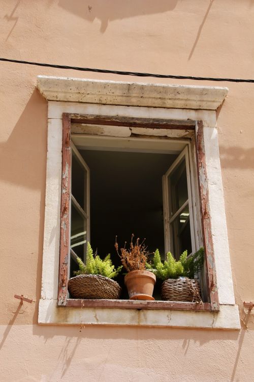 window plant old