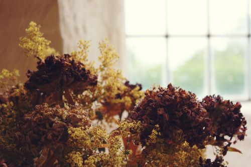 window flowers wall