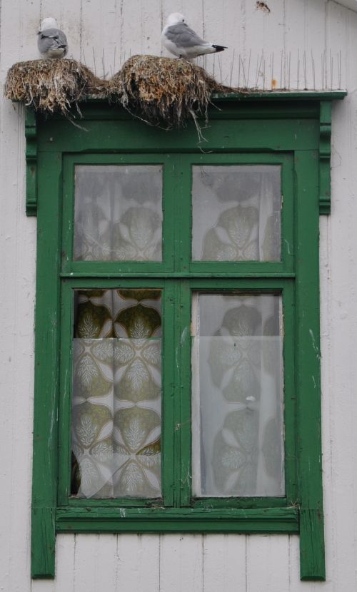 window gulls wooden windows