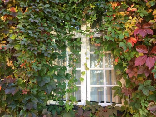 window climbing plant virginia creeper