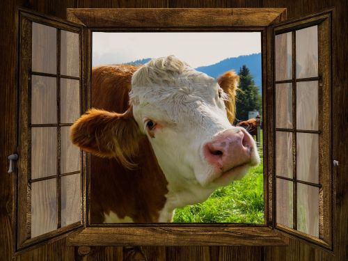 window cow alm