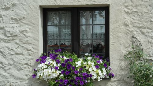 window old flowers