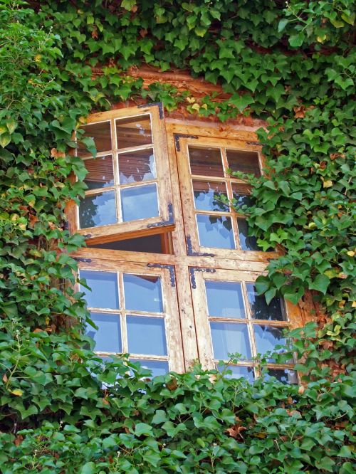 window ivy green