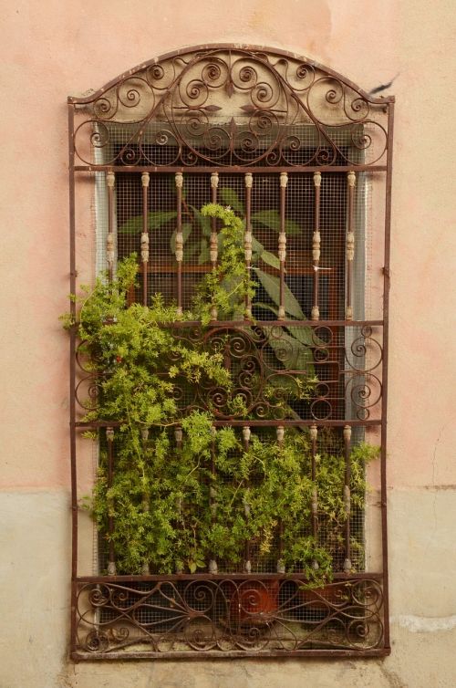 window plant window sill